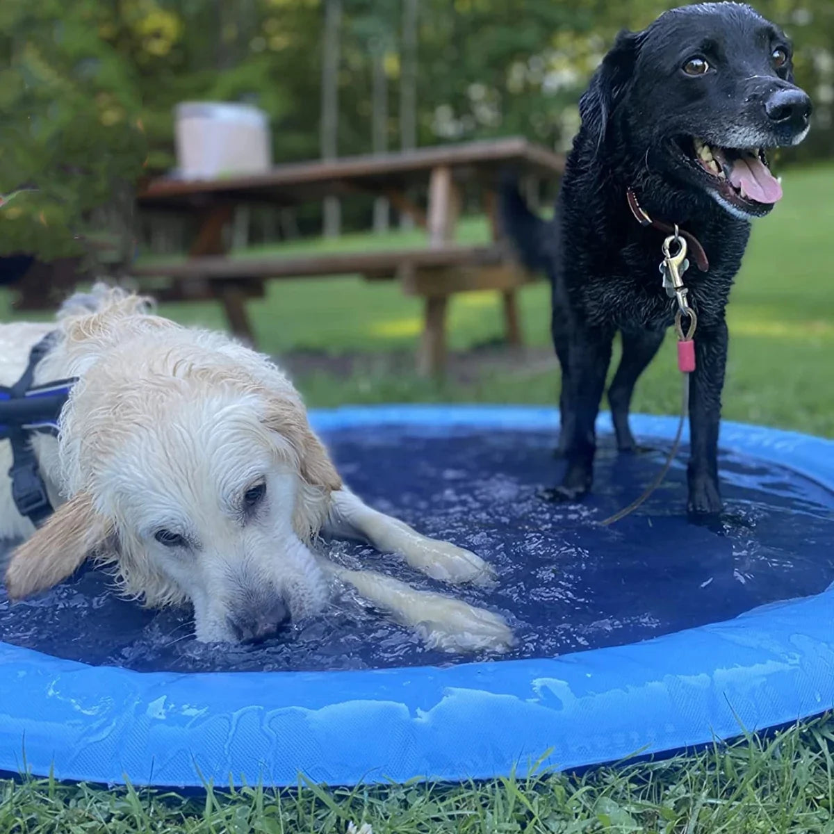 PawWave Splash Zone™